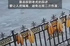 有人凑热闹要找老虎？专家：它还没走远！图片