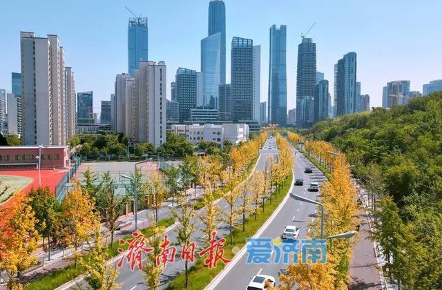 一年四季 泉在济南丨白露过后最美“叶”色上线，秋日新泺大街镶“金边”
