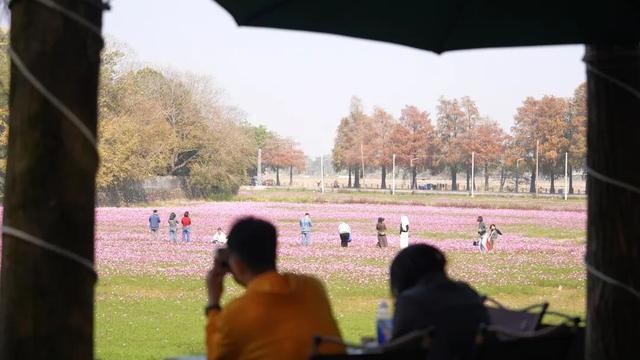 千万粉丝博主打卡中山花海：好美！