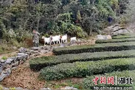 村民羊群意外走失 当阳民警用无人机帮忙找回图片