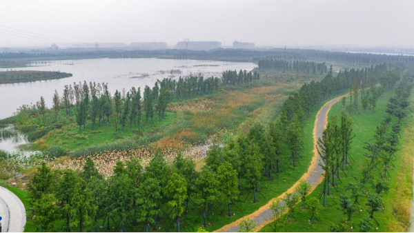 荆州：湿地焕生机 岸线展新颜