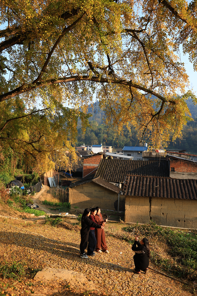 霸屏福安人朋友圈的这棵树即将进入最佳观赏期！时间就在…...
