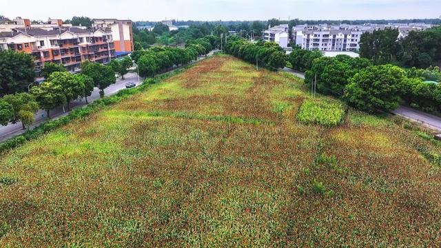超出片!大邑这片绝美高粱地藏不住啦~