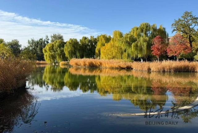 秋色不等人！北京彩叶树变色率播报（2025.11.10）