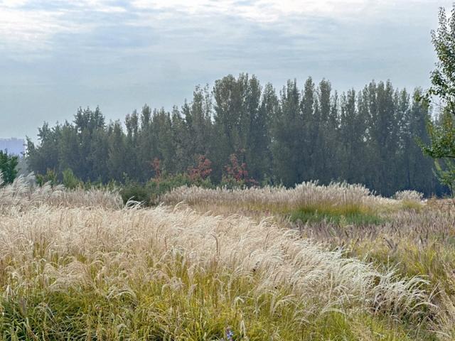 绒白胜雪！西安的芦苇仙境，氛围感拉满