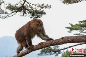安徽黄山短尾猴萌趣迎游客图片