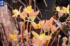 广西七冲国家级自然保护区发现矮小肉果兰图片