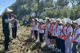 青岛即墨：又“稻”丰收季 200余亩蓝村大米开镰图片