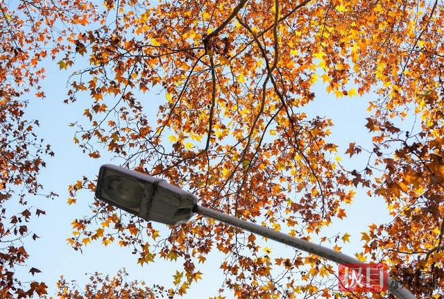 暖阳催彩叶，世界东湖初冬盛景已上线