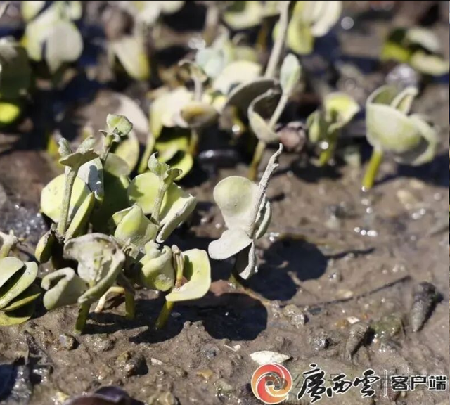 跟着赛事去旅行 | 中越界河风景区：走进自然与城市和谐共生的美丽画卷