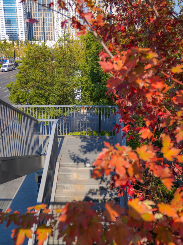 通往秋天！上海市区绝美枫叶扶梯上线→