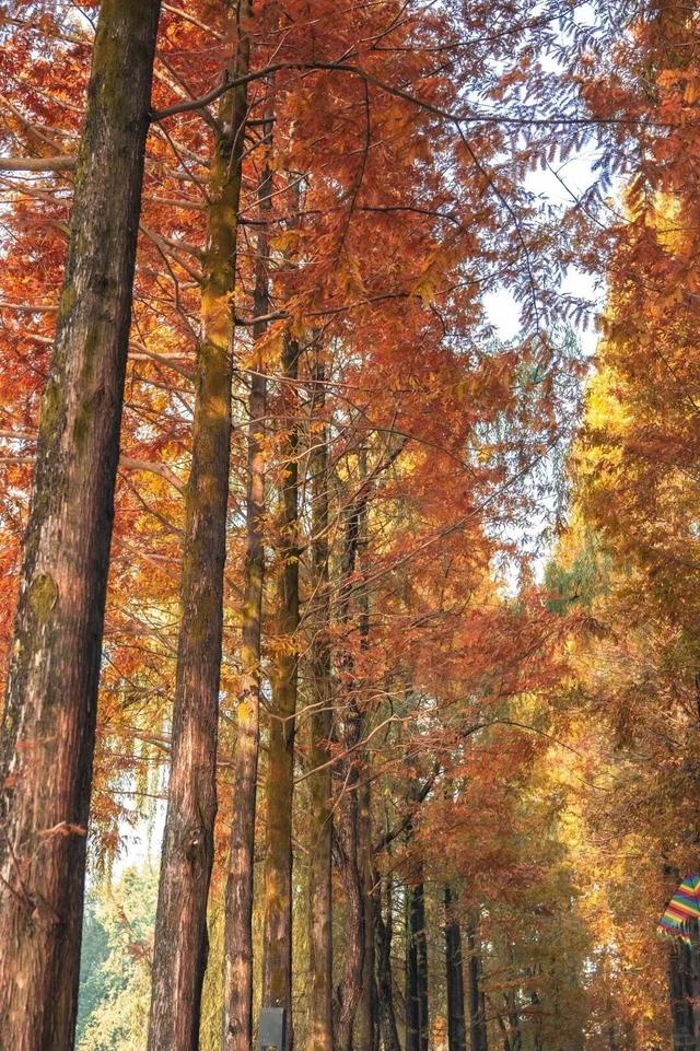 成都限定红！水杉最美季节上线，赶紧打卡