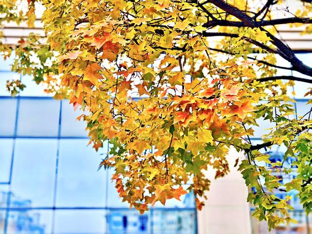 秋日清晨的北京，色彩饱和度拉满！