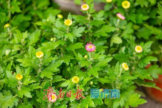 趵突泉菊花展筹备正酣，金秋文化盛宴即将开启