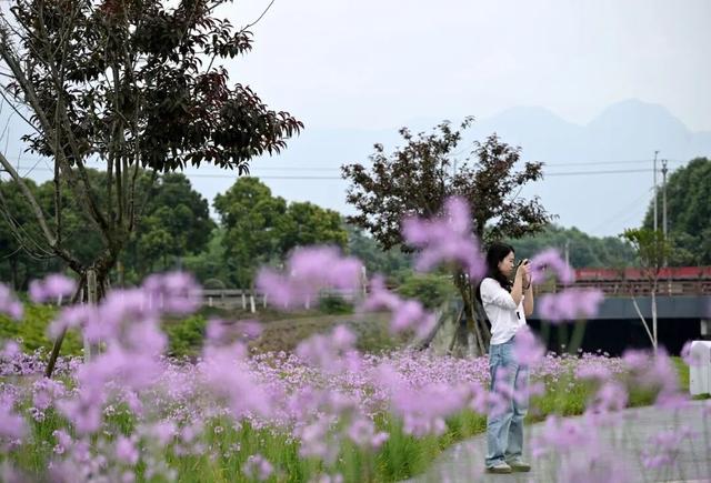 太美了！绵竹这个公园“紫色花海”惊艳上线......