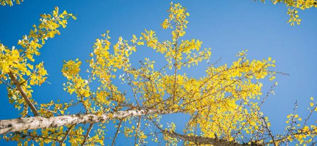 金灿灿的浓度到顶格！浙两天就是最佳观赏期