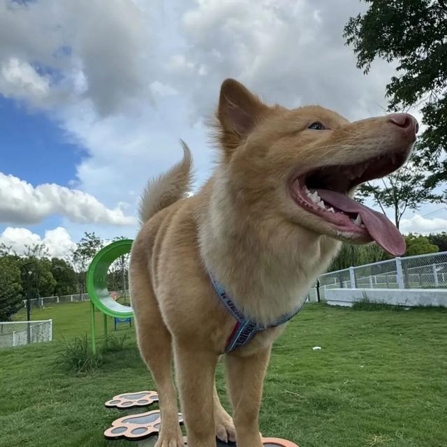 3000㎡！属于萌宠的gogoland帮你找到了！