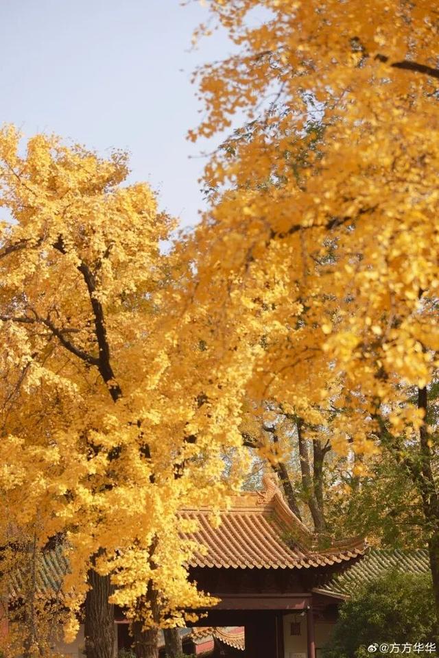 “西红柿炒蛋树”排队？快来秦淮开启“金黄时刻”！