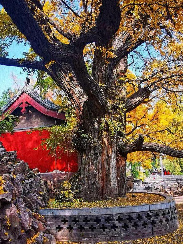 晚潮｜邂逅秋光三千年