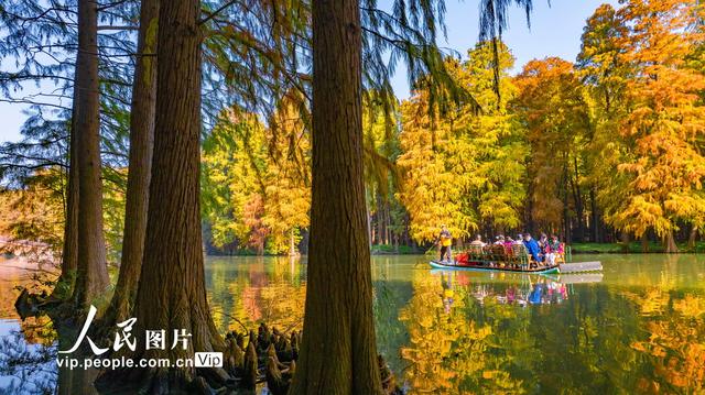 江苏兴化：湿地公园冬景如画