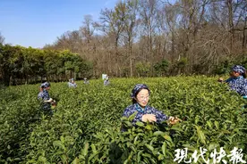 南京钟山雨花茶正式开采，今年产量提升价格持平图片