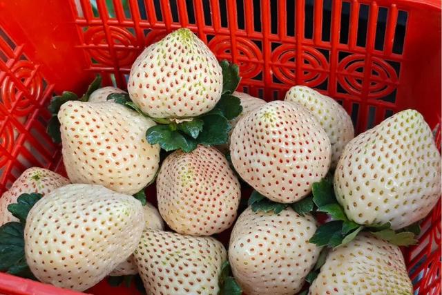 带上家人，到章驮乡摘甜甜的白草莓！