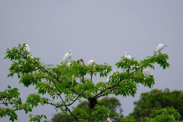 柳北烟火 | 趣游雀儿山 →赏花、娱乐、观鸟一站式攻略奉上！