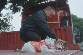 卡车猫王、猫咪消防员……“养猫的人”都有哪些故事？图片