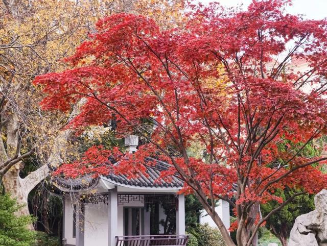 在静安，藏着一处红枫黛瓦的冬日中式美学“顶流”，猜猜在哪里？