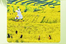 油菜花盛开！“浙”几处乡间山野不要错过图片