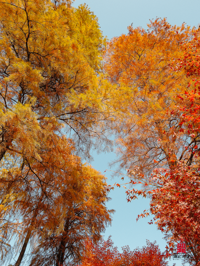 寒潮倒计时！再不来就迟了