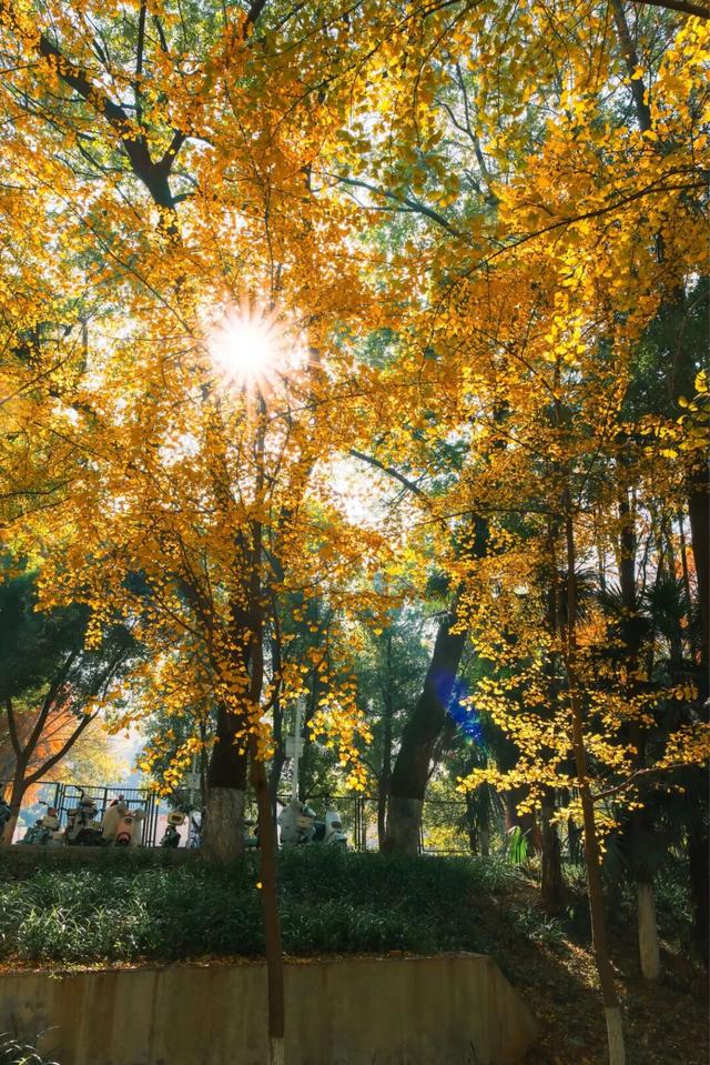 限时绝美！年度顶流！