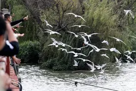 国庆假日昆明滇池迎来首批红嘴鸥图片