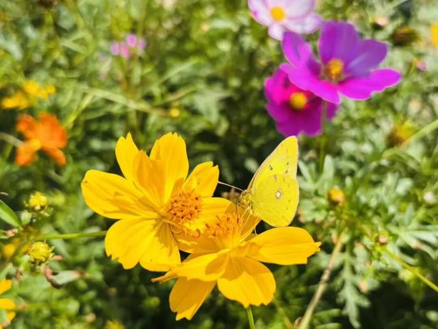 一键收藏！向化镇邀您打卡限定版秋色