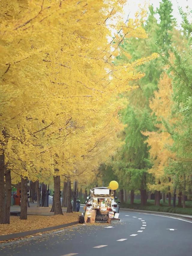 金灿灿！成都人的“顶流”上线，错过等一年！