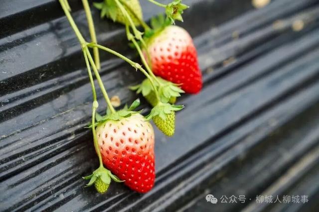 草莓正红，葡萄正甜，时光正好，把冬天的甜都摘进篮子里！