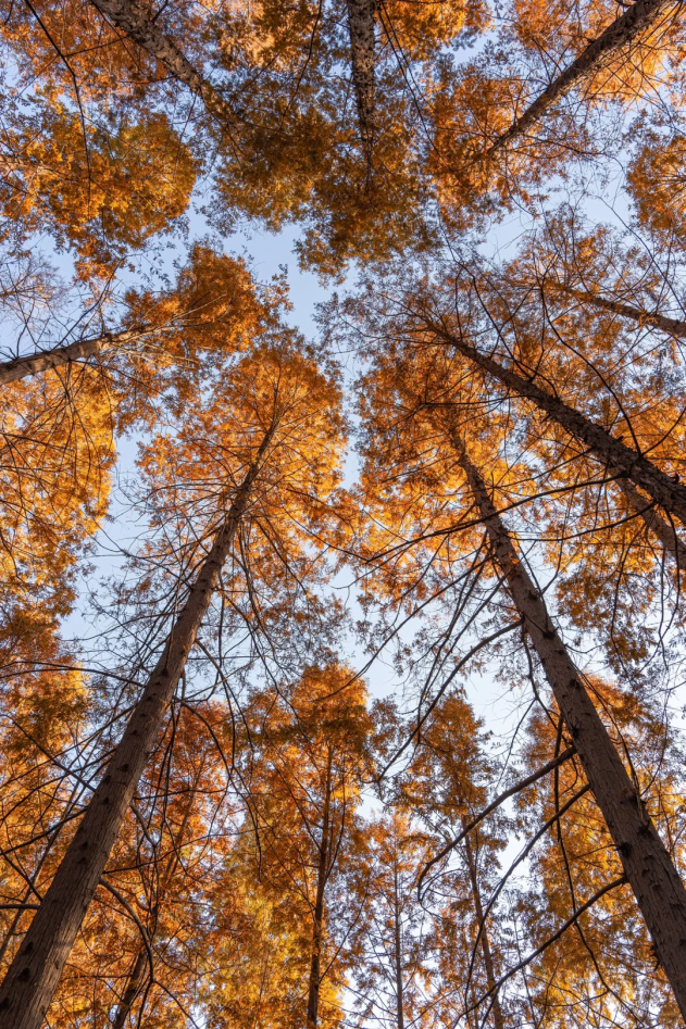 郑州初冬的浪漫，是「水杉」给的~~~