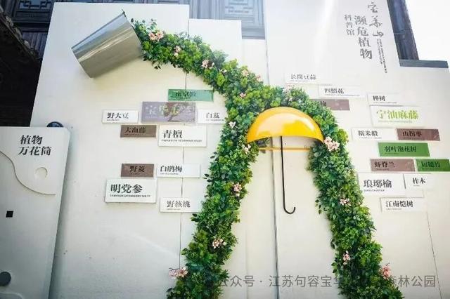 “我在宝华山组了个泡山菊”