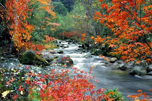 如画江西 ，“枫”景独好！