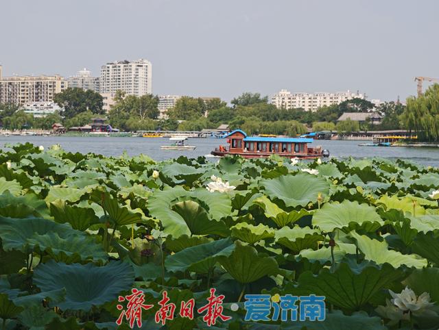 大明湖的白色浪漫已上线，错过再等一年！