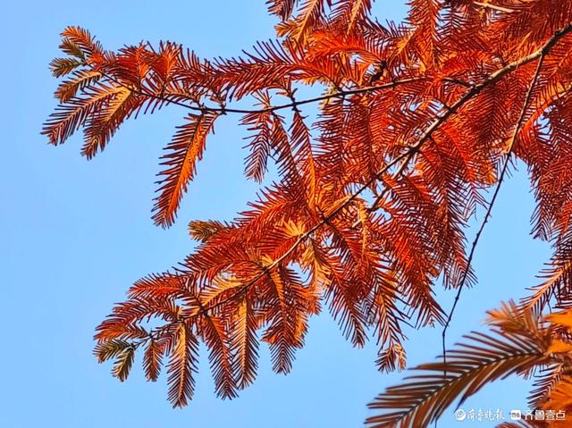 冬日水杉叶泛红，沂河岸边添美景
