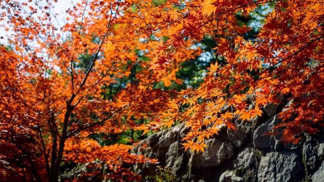免门票福利！白云山绝美秋色正在上映→