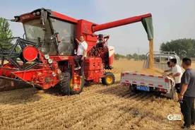 青岛“麦客”帮河南困难农民免费收麦 幕后的“双向奔赴”真暖心图片