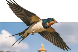 雨燕穿越燕京结缘千年燕文化图片