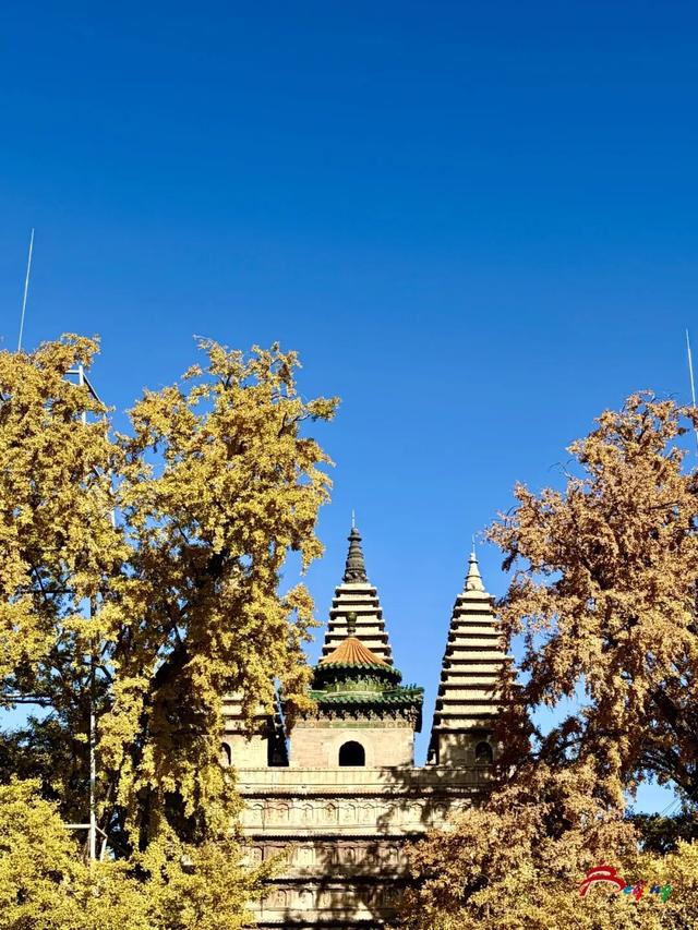 金色瀑布！北京这些千年古银杏正在最佳观赏期！