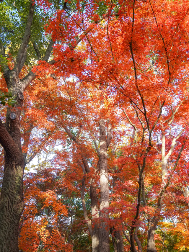上海赏枫天花板！这座古典园林红叶浓度超标→