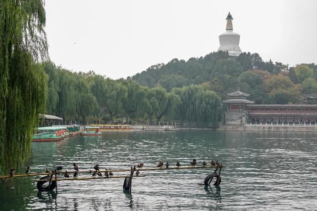 秋日的北海公园，一池成双的鸳鸯