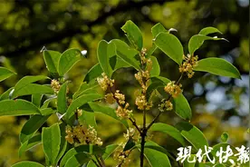 “白露”将至，短袖还能穿多久？图片