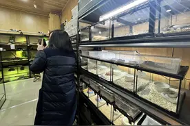 蛇年蛇宠走红 有年轻人开始排队“撸蛇”图片