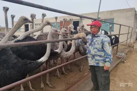 鸵鸟养殖带动乡亲共同致富图片